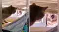 Gato intenta ingresar a una casa y se molesta al ver que lo descubrieron