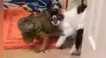 Gato quiere acurrucarse con iguana para darle cariño, pero esta se lo impide