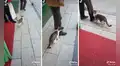 Gato se aferra a la pierna de un transeúnte para que lo adopte