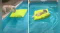 Perro se recuesta sobre un gran cojín para tomar una siesta en el agua