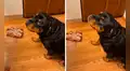 Perro es regañado tras llevarse la mitad de un pavo de la cena