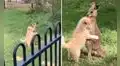 Captan el tierno ‘abrazo’ entre un perro y un canguro en medio de un parque