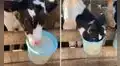 Vaca no contiene su antojo y sumerge su cabeza en un balde con leche