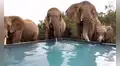 Grupo de elefantes son captados mientras juegan en una piscina