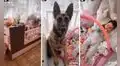 Perrito hace de niñera al cuidar a un bebé dentro de su cuna