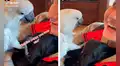 Cacatúa recibe a su nuevo ‘compañero’ mientras le dice: “Te amo” 