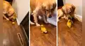 Perro y pato protagonizan una tierna e inesperada amistad