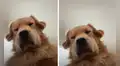 Revisa su celular y encuentra un video que su perro grabó de casualidad