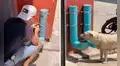 Joven coloca dispensadores de comida y agua para ayudar a perros callejeros 