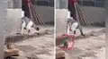 Gatita hace de todo para que su bebé no se escape, pero falla en el intento