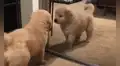 Perro mira su propio reflejo en el espejo y su reacción desata risas