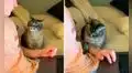 Joven intenta explicarle a su gato que está ocupado, pero este lo interrumpe