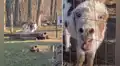 Burro tiene tierna reacción al reencontrarse con la mujer que lo cuidó
