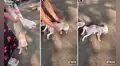 Cachorro simula estar desmayado para que sus dueños lo carguen en brazos