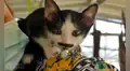 Gato nace con mancha en forma de bigote y se vuelve viral en redes