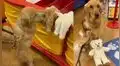 Tierno perro elige un oso de peluche para su amigo