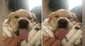 Perro saca la lengua al ver que su dueña lo graba para un video de TikTok