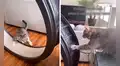 Gato intenta subir a una rueda de ejercicios y su amigo ‘lo ayuda’
