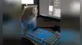 Gato se sienta en el teclado y se ‘asombra’ al ver lo que puede ‘escribir’