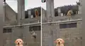 Travieso perro acapara las miradas al llevarse la piñata en plena fiesta