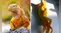 Curiosas imágenes de una iguana ‘tomando’ el sol enternecen las redes