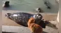 Gato se acerca a piscina de focas y una de estas conmueve con su reacción