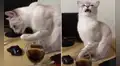 Mujer deja que su gato pruebe Coca-Cola y este tiene divertida reacción