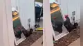Gallo se muestra sorprendido al ver su imagen reflejada en un espejo