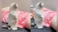 Tierno gato sorprende en las redes con inusual pose ‘humana’