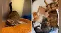 Gatita se reencuentra con sus crías luego de ser rescatada de la calle
