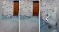 Perro toca la campana de su casa para que sus dueños le abran la puerta