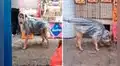 Hombre crea curioso impermeable para que su perro no sufra por las lluvias