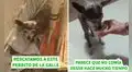 Rescatan a perrita de la calle en mal estado y le brindan un nuevo hogar