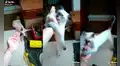 Gata protagoniza sorprendente ‘pelea’ con la mano de su dueño