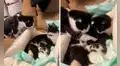 Gato se acerca a su ‘pareja’ que acaba de dar a luz y conoce a sus crías