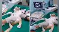 Llevan a su gata preñada al veterinario para que le hagan un ultrasonido 