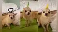 Mujer viste a su perro chihuahua como los teletubbies y se viraliza