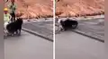 Travieso perro camina sobre cemento fresco y arruina trabajo de obreros 