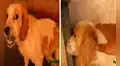 Perrita maltratada por sus dueños logra radical cambio luego de su rescate