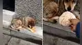 Panadero encuentra a perros callejeros bajo la lluvia y les regala bolillos