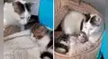 Gatita conoce a la nueva mascota de su dueña y ambos se vuelven inseparables