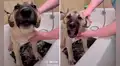 Perro tiene peculiar reacción al ser bañado por primera vez