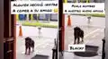 Perro callejero lleva a su ‘amigo’ al local donde siempre le regalan comida