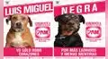 Refugio de animales lanza curiosa campaña para promover la adopción  
