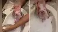 Cerdo bebé recibe un singular baño de espuma a cargo de su dueño