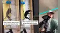 Muestra cómo un perro se metió a su casa y consiguió que lo adopten