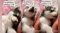 Cachorro husky siberiano tiene adorable reacción al ser regañado