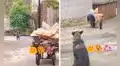 Perrito callejero se acerca a anciano para ayudarlo a llevar sus pesadas cosas hasta su casa