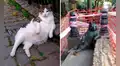 Conoce a Tombili, el gato callejero que tiene su propia estatua en Estambul