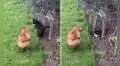 Gato bebé y gallina protagonizan una singular ‘pelea’ en el jardín